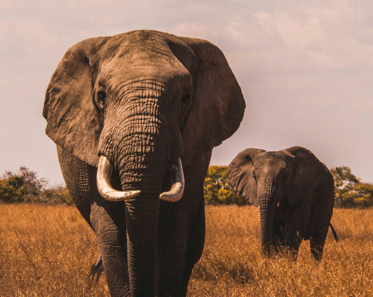 safari-tour-highlight-3
