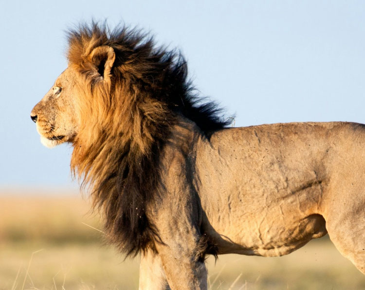 safari-tour-highlight-6